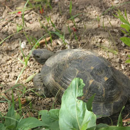 Blu מלון בודרום